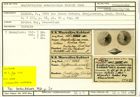 Karteikarte zum Syntyp von Amphistegina ornatissima Karrer, 1864